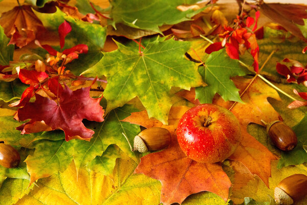 Colorful autumn leaves background and apple.