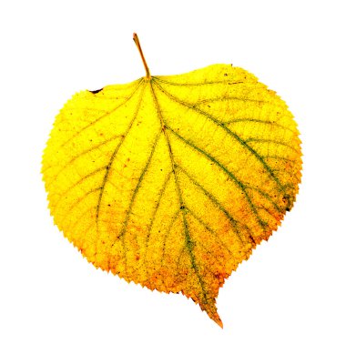Sarı yaprak. Beyaz izole.