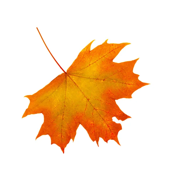 Colorful autumn maple leaf isolated . — Stock Photo, Image