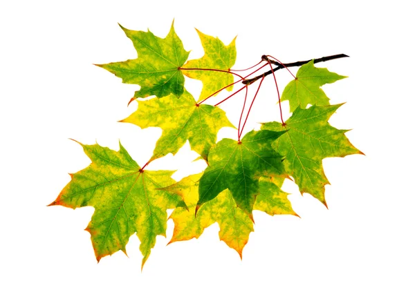 Foglie d'autunno acero isolate  . — Foto Stock