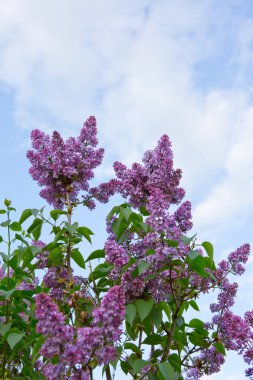 Leylak dallarından bir dal. Leylak çiçekleri yalıtılmış .