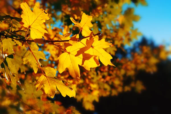 背景がぼやけている紅葉. — ストック写真