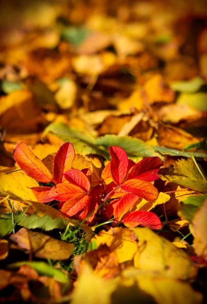 Colorful leaves background. — Stock Photo, Image