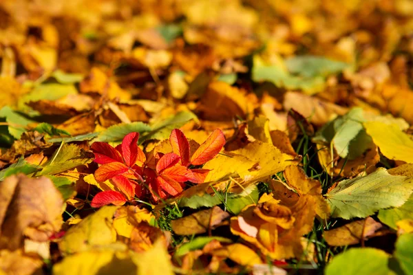 Fundo de folhas coloridas . — Fotografia de Stock