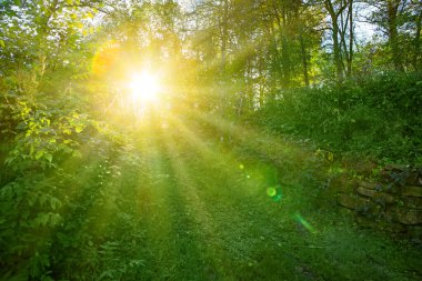 Ağaçların arasından parlayan parlak güneşli yaz ormanı.