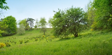 Yeşil ağaçlarla kaplı bahar doğası bulutlu mavi gökyüzüne karşı .