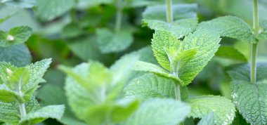 Çiftliğin bitkisel bahçesinde nane şekeri, kapat..