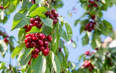 Ağaçta asılı büyük bir kiraz. Yaz bahçesindeki ağaçta asılı kırmızı kiraz.