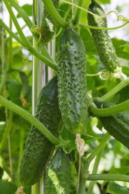 Sebze bahçesinde yetişen yeşil salatalıklar..