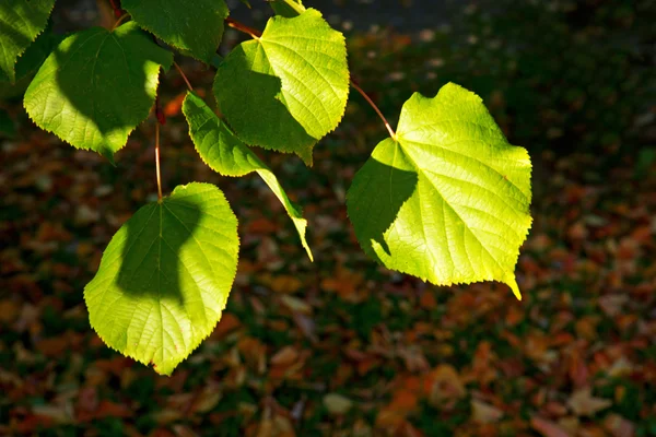 Autumnal maple leaves in blurred background. — Stock Photo, Image