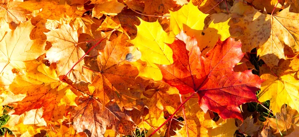 紅葉の秋の背景. — ストック写真