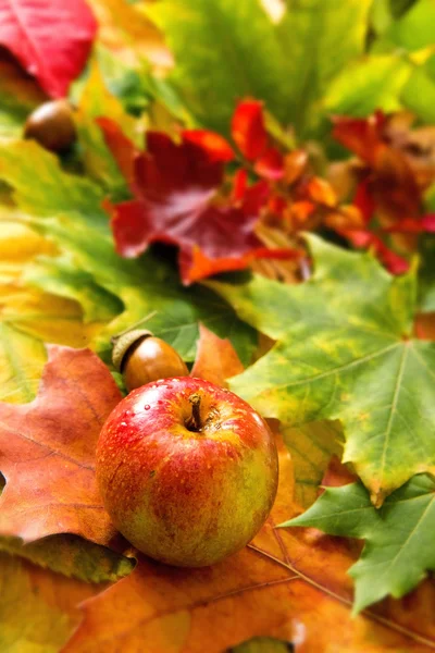 Musim gugur penuh warna daun latar belakang dan apel . — Stok Foto