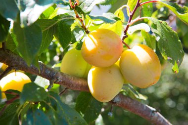 Bir ağaç dalında sarkan sarı erik. Olgun sarı erik meyvesine yakın..
