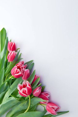 Beyaz renkte izole edilmiş pembe laleler. .