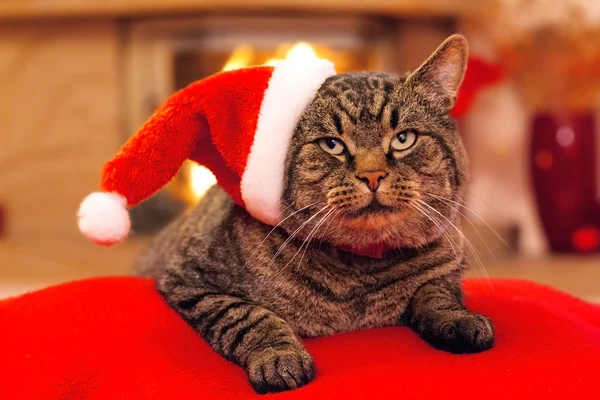 Gato cinza com chapéu de Papai Noel e uma lareira . — Fotografia de Stock