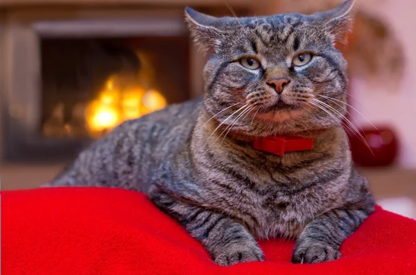 Gri kedi ve bir şömine. — Stok fotoğraf