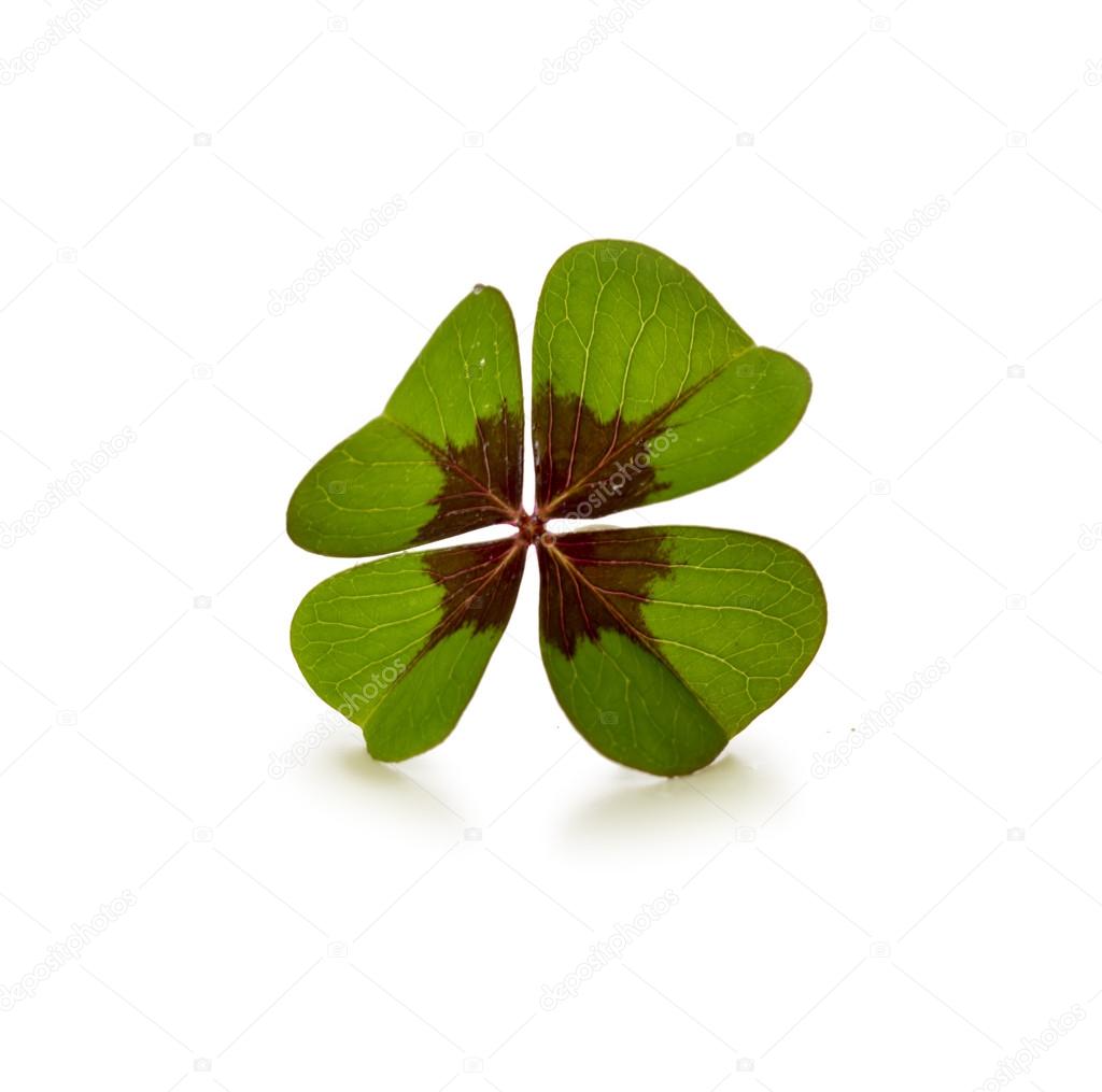Four leaf clover  isolated on white background