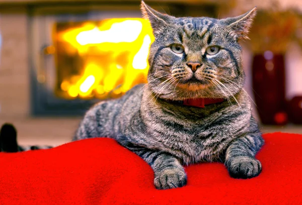 Gri kedi ve bir şömine. — Stok fotoğraf