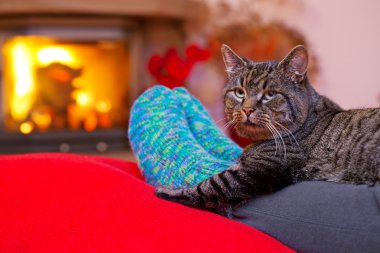 Gri kedi ve bir şömine.