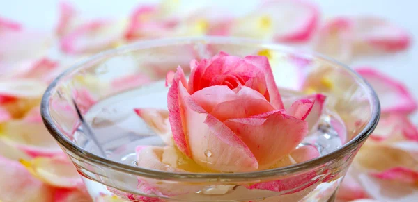 在一碗水和花瓣的白玫瑰. — 图库照片