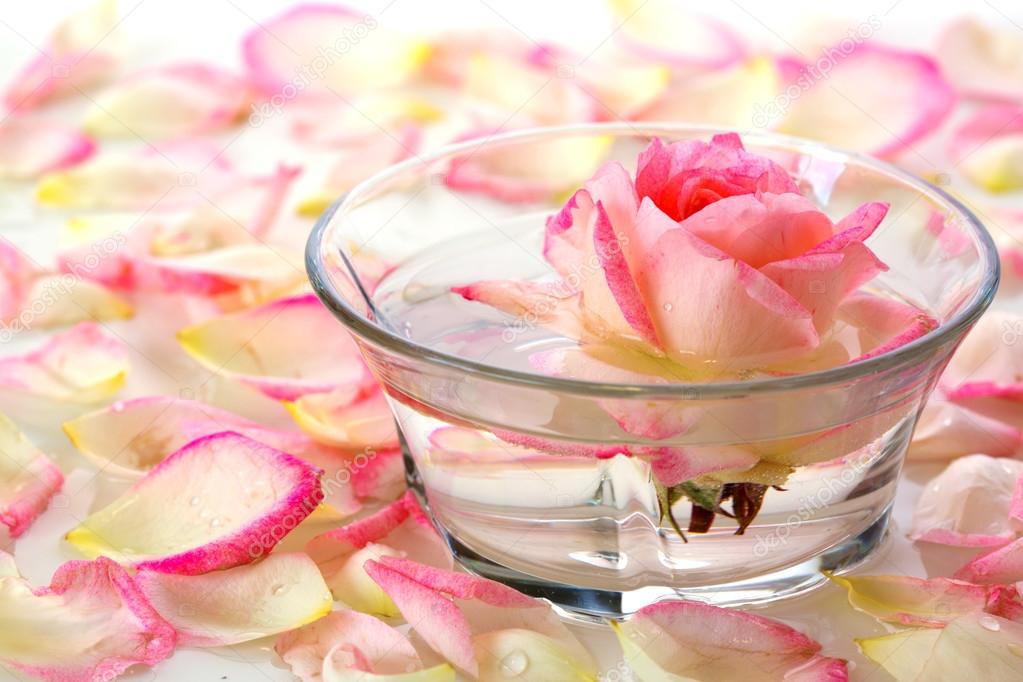 White Rose in a bowl of water and  petals.