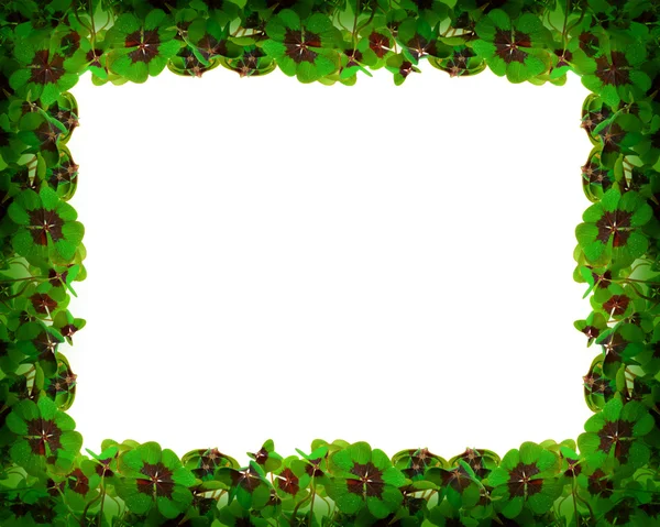 Green clover leafs frame . — Stock Photo, Image