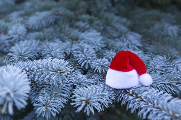 Ramos de pinheiro azul e chapéu de Santa . — Fotografia de Stock