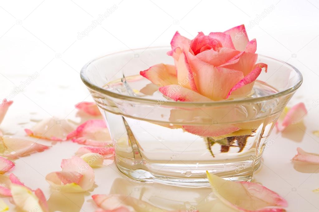 White Rose in a bowl of water and  petals.