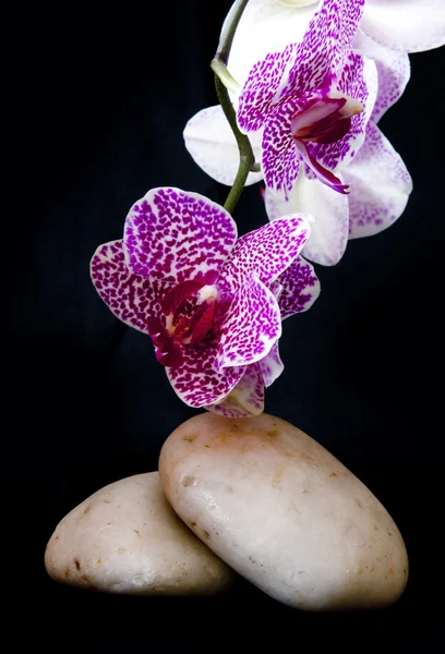 Rózsaszín orchidea-a zen kő. — Stock Fotó