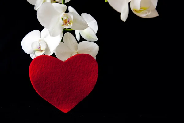 白蘭と愛の心. — ストック写真