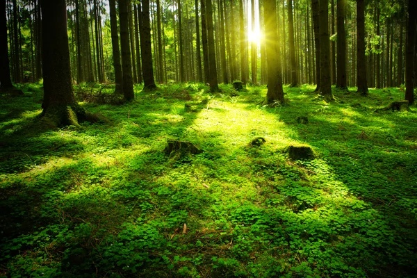 Yeşil bir ormanda güneş ışığı. — Stok fotoğraf