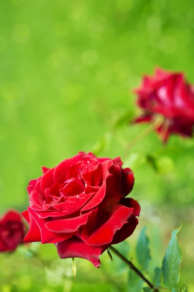 Hermosa rosa roja en un jardín. — Foto de Stock