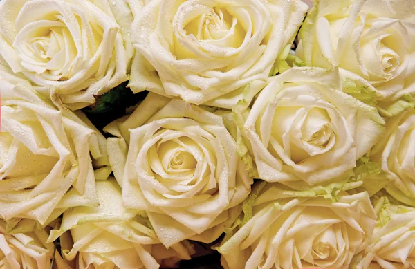 Białe róże. Wesele karty. — Zdjęcie stockowe