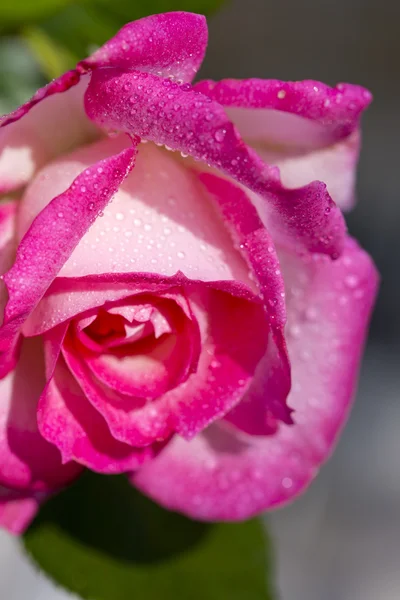 정원의 아름다운 분홍빛 장미. — 스톡 사진