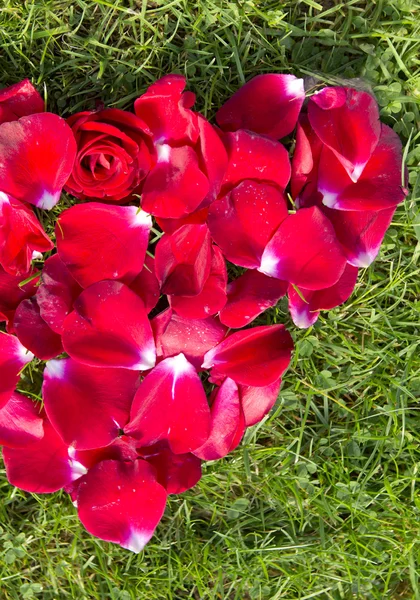 Cuore rosso da petali di rosa su erba . — Foto Stock