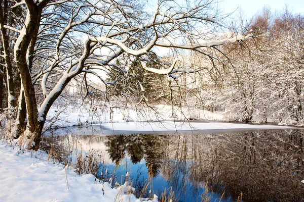 Árvore de inverno contra um céu azul com reflexão na água . — Fotografia de Stock