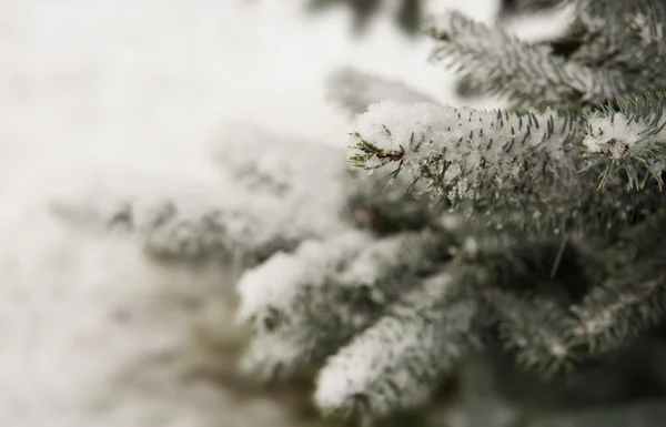 Pine branches covered with white snow. — Stock Photo, Image