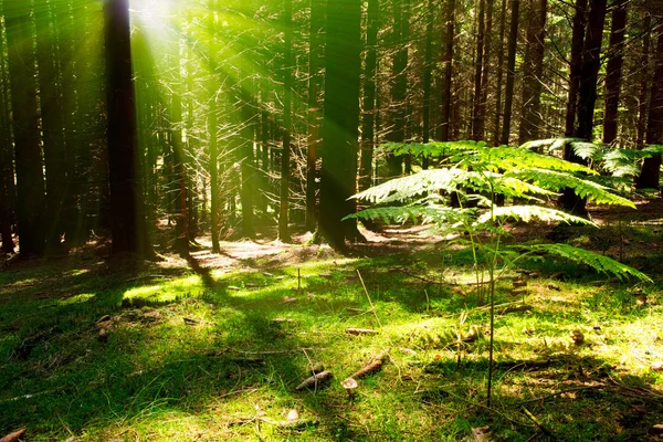 Sonnenlicht im grünen Wald. — Stockfoto