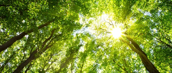 Cime degli alberi colorate nella foresta autunnale con sole splendente anche se gli alberi . — Foto Stock