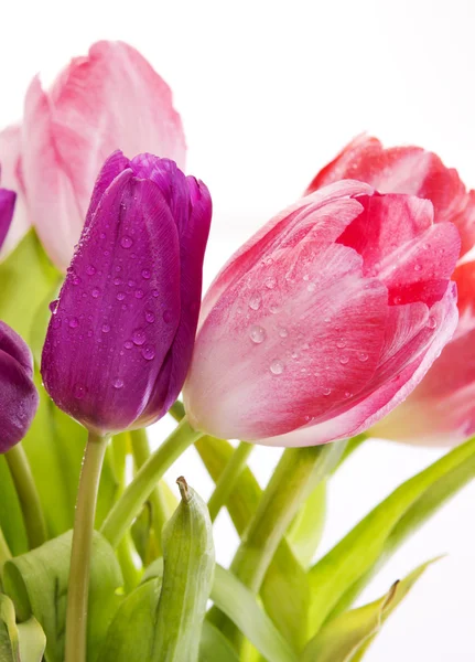 Tulipanes púrpura y rosa  . — Foto de Stock