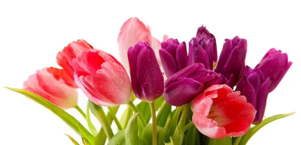 Ramo de tulipanes púrpura y rosa aislado en blanco . —  Fotos de Stock