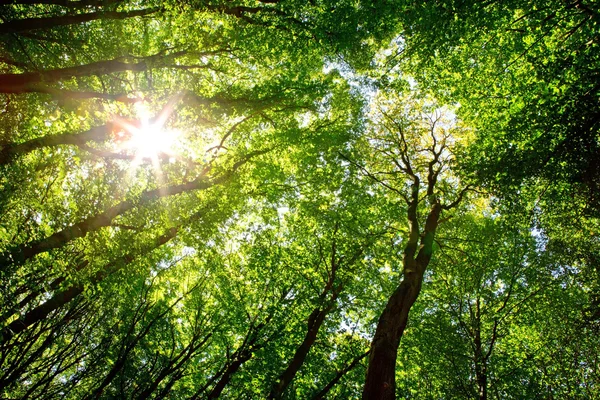 푸른 숲의 햇살. — 스톡 사진
