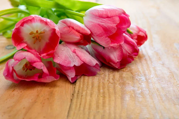 Ramo de tulipán rosa aislado  . — Foto de Stock