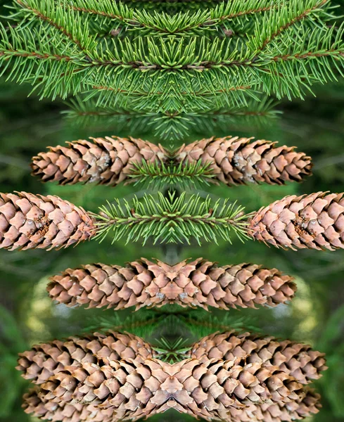 Kaleidoscope View Pine Cones Tree — Stock Photo, Image