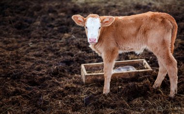 Buzağı feedlot ortasında gübre, su için küvet yanındaki.