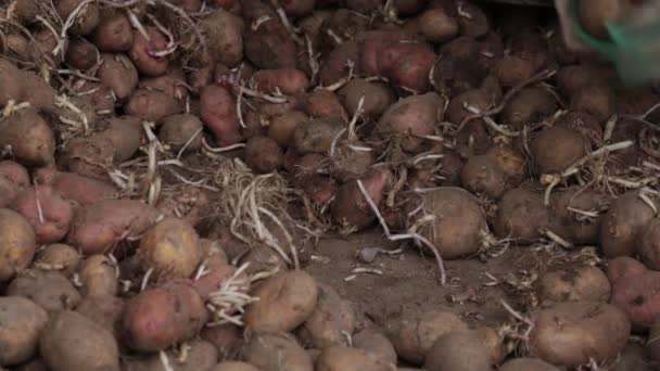 Seleção manual plantando batatas com brotos — Vídeo de Stock