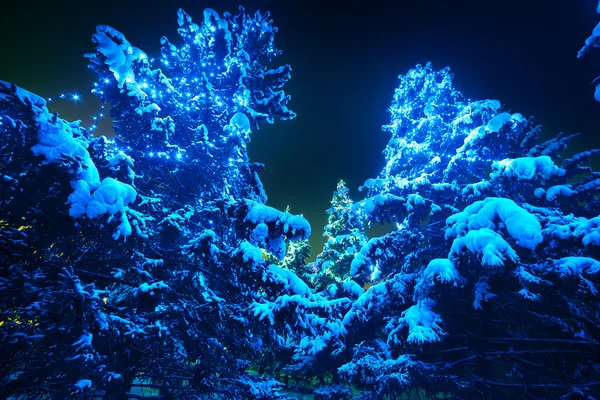 Neve coberto luzes de árvore de Natal em uma floresta de inverno à noite . — Fotografia de Stock