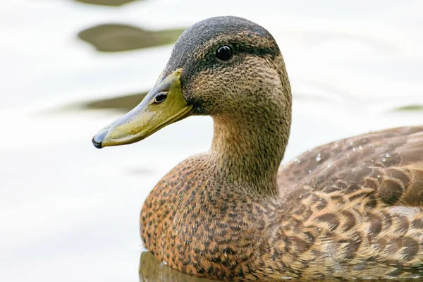 Canards Sauvages Dans Étang Parc Sur Rivage — Photo