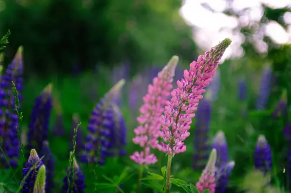 Pink Purple Lupins Background Green Meadow Summer Day — Stock Photo, Image
