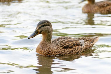 Yaban ördeği gölette yüzer